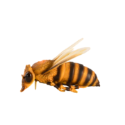 Abeille