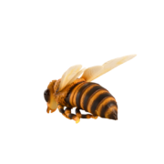 Abeille