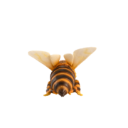 Abeille