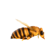 Abeille