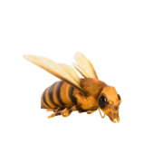 Abeille