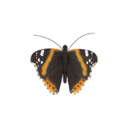 Vlinder S