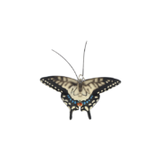 Vlinder S