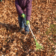 Kinderbladhark groen