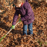 Kinderbladhark groen