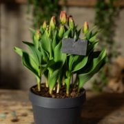 Slate plant label S