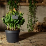 Slate plant label S