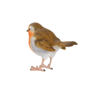 Rotkehlchen
