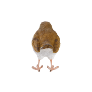 Rotkehlchen