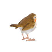 Rotkehlchen