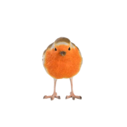 Rotkehlchen