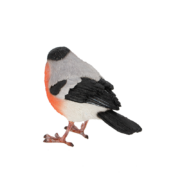 Goudvink