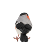 Goudvink