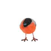 Goudvink