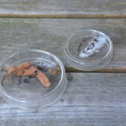Petrischaal 50 ml