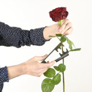 Thorn stripper