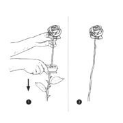 Thorn stripper