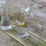 Petrischaal 50 ml