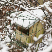 Nest box robin