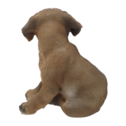 Chiot dogue allemand assis