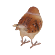 Haussperling