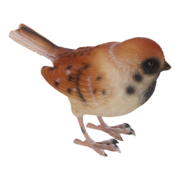 Haussperling