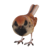 Haussperling
