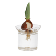Keimvase S