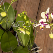 Support orchidée géométrique