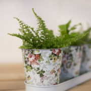 Roosprint 3 potjes op tray