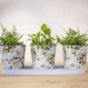 Roosprint 3 potjes op tray