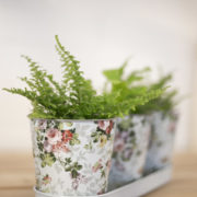 Roosprint 3 potjes op tray