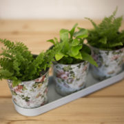 Roosprint 3 potjes op tray
