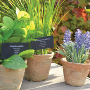 Lavende pot AT PM
