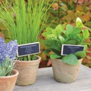Lavende pot AT PM