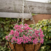 Voorgevormde kokosinzet 25cm