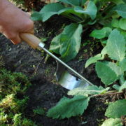 Stainless steel weeder