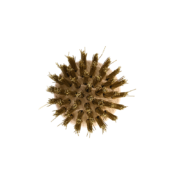 Barbecue brush