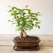Bonsai saucer rectangular M