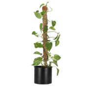Coir plant support stick S
