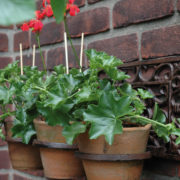 Plantenhanger klassiek 3 potten