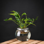 Hydrocultuur pot L