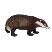 Badger L