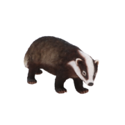 Badger L