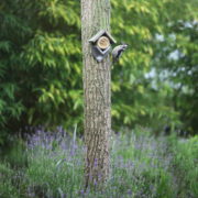 Pindakaashuis oud hout