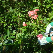 Rosendruck Gartenhandschuhe sort.