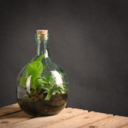 Bouteille terrarium 5L set