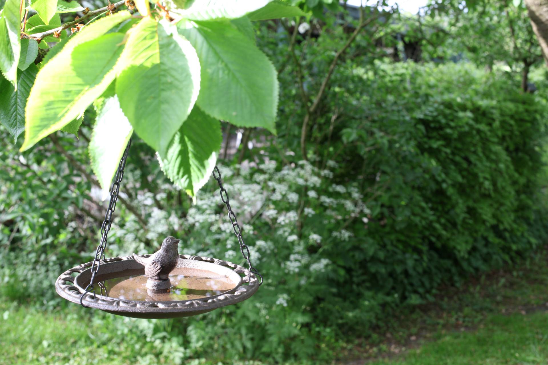 Bains d'oiseaux