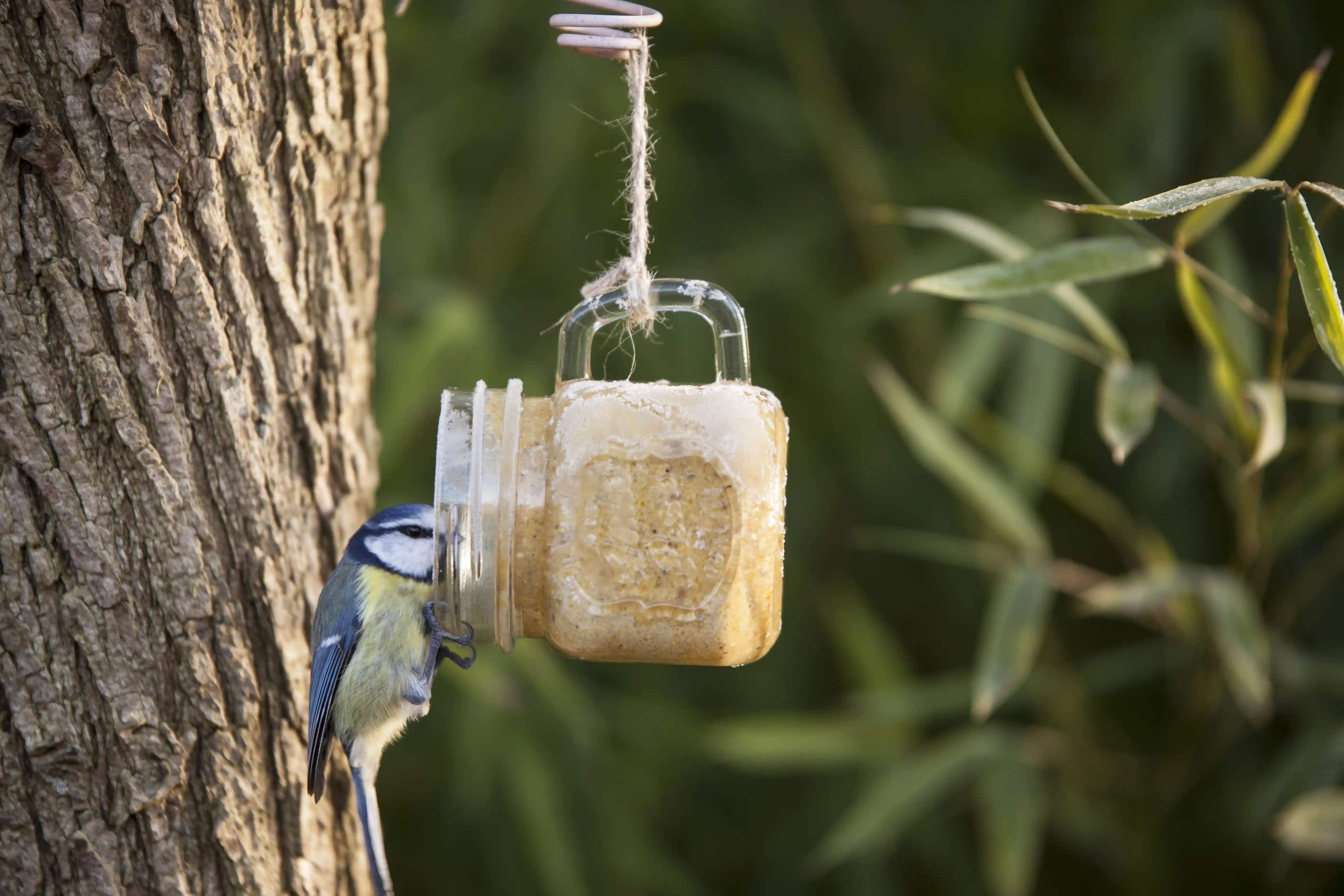 Beurre de cacahuètes pour oiseaux