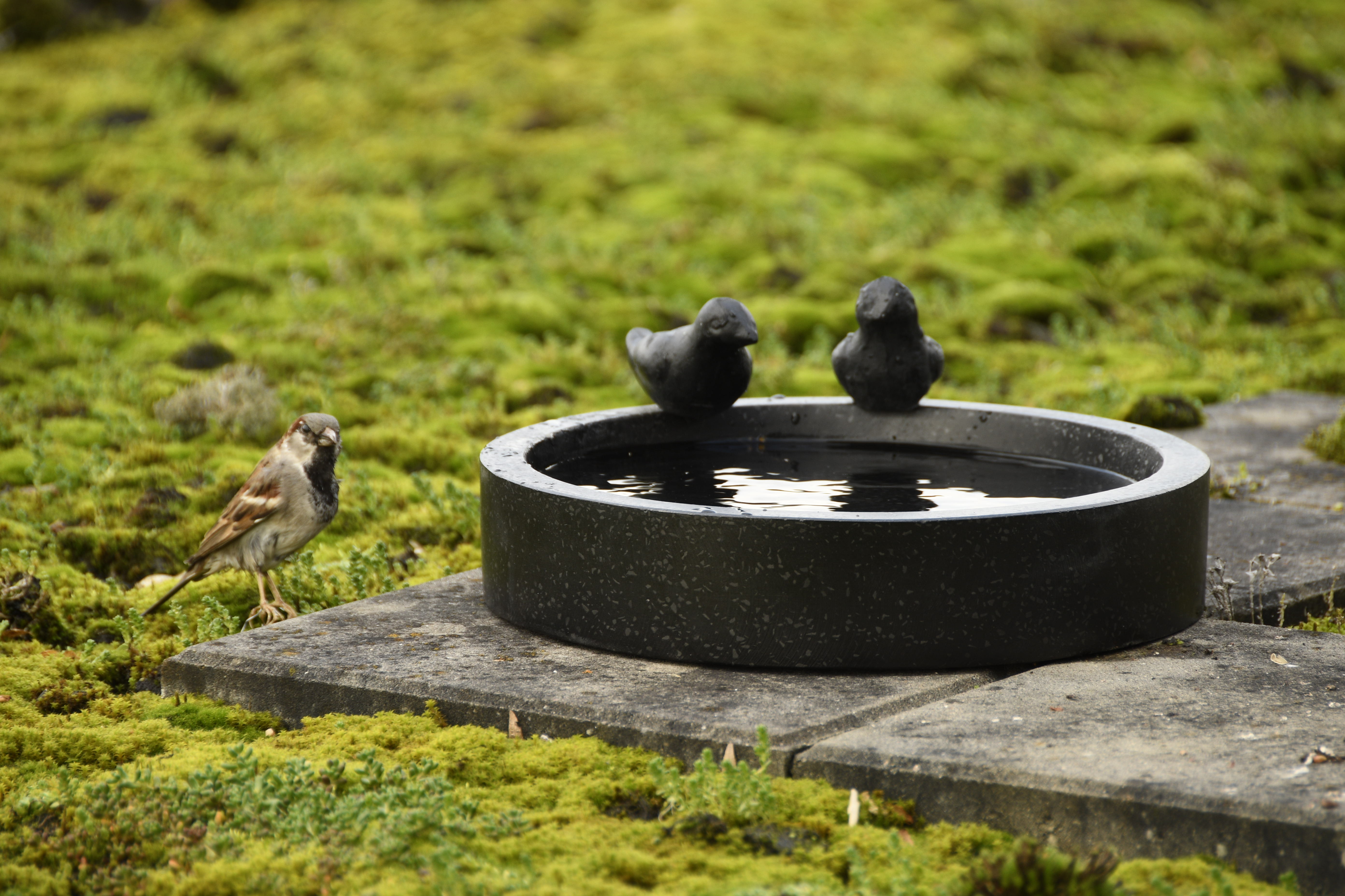 Bains d'oiseaux